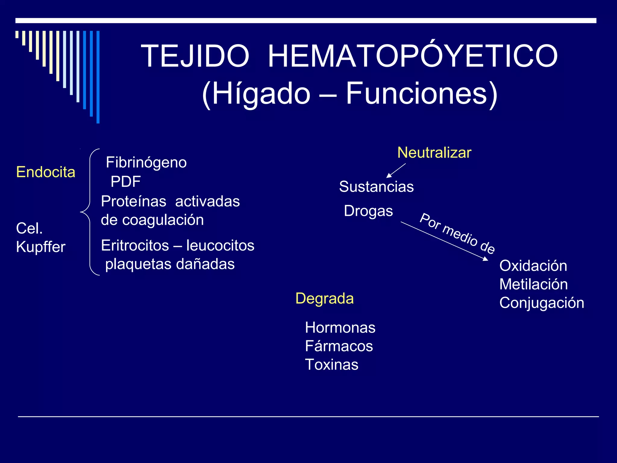 TEJIDO HEMATOPÓYETICO
                     (Hígado – Funciones)
                                                    Neutralizar
            Fibrinógeno
Endocita
             PDF                           Sustancias
           Proteínas activadas
                                           Drogas       Po
           de coagulación                                 rm
Cel.                                                           edi
           Eritrocitos – leucocitos                                od
Kupffer                                                              e
           plaquetas dañadas                                             Oxidación
                                                                         Metilación
                                      Degrada                            Conjugación
                                       Hormonas
                                       Fármacos
                                       Toxinas
 