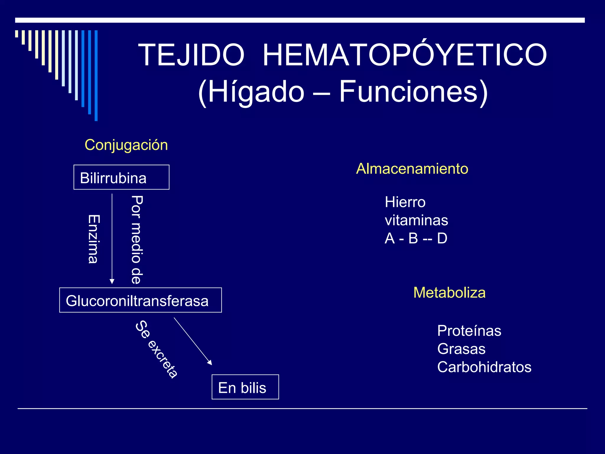 TEJIDO HEMATOPÓYETICO
                     (Hígado – Funciones)
  Conjugación
                                           Almacenamiento
  Bilirrubina
                                              Hierro
           Por medio de




                                              vitaminas
  Enzima




                                              A - B -- D


                                                  Metaboliza
Glucoroniltransferasa
                                                      Proteínas
            Se




                                                      Grasas
                      ex
                        cre




                                                      Carbohidratos
                           ta




                                En bilis
 