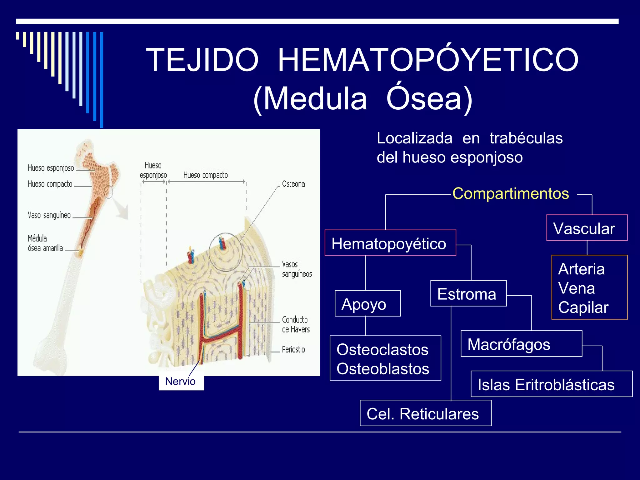 TEJIDO HEMATOPÓYETICO
      (Medula Ósea)
              Localizada en trabéculas
              del hueso esponjoso

                          Compartimentos

                                        Vascular
         Hematopoyético
                                         Arteria
                        Estroma          Vena
          Apoyo                          Capilar

         Osteoclastos      Macrófagos
         Osteoblastos
Nervio                       Islas Eritroblásticas
             Cel. Reticulares
 