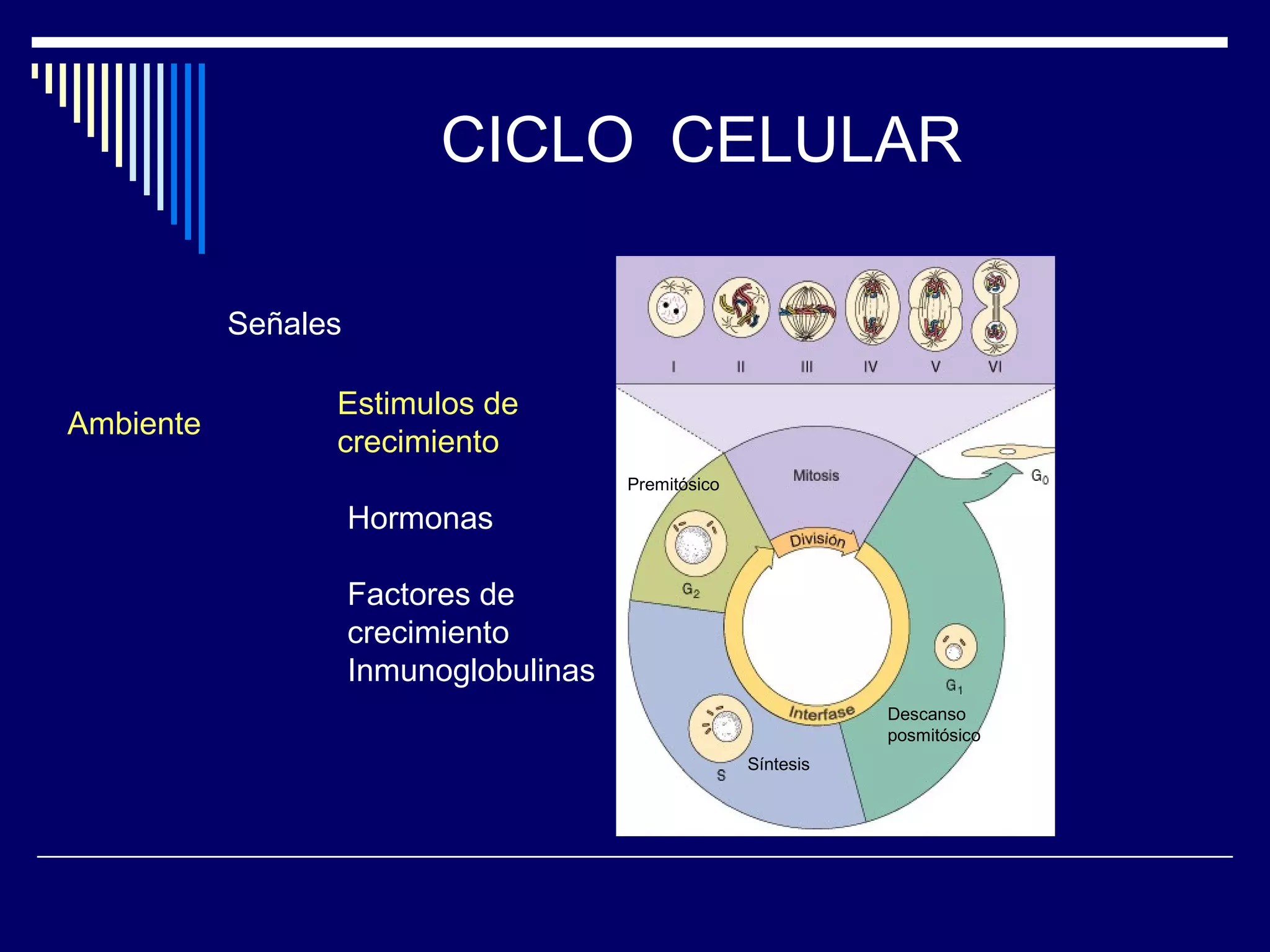CICLO CELULAR

           Señales

                 Estimulos de
Ambiente
                 crecimiento
                                        Premitósico

                     Hormonas

                     Factores de
                     crecimiento
                     Inmunoglobulinas
                                                                 Descanso
                                                                 posmitósico
                                                      Síntesis
 