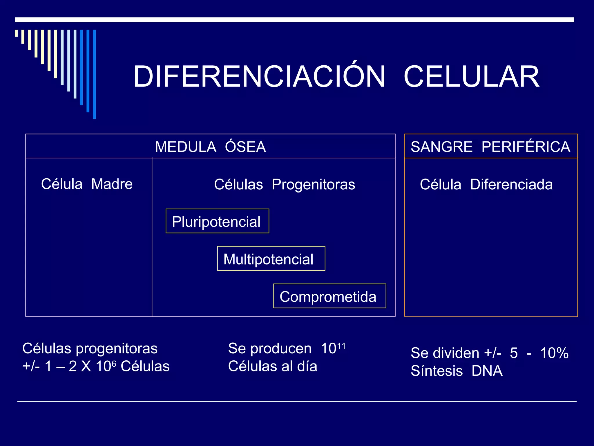 DIFERENCIACIÓN CELULAR

                    MEDULA ÓSEA                           SANGRE PERIFÉRICA

  Célula Madre                  Células Progenitoras       Célula Diferenciada

                          Pluripotencial

                                  Multipotencial

                                           Comprometida


Células progenitoras              Se producen 1011        Se dividen +/- 5 - 10%
+/- 1 – 2 X 106 Células           Células al día          Síntesis DNA
 