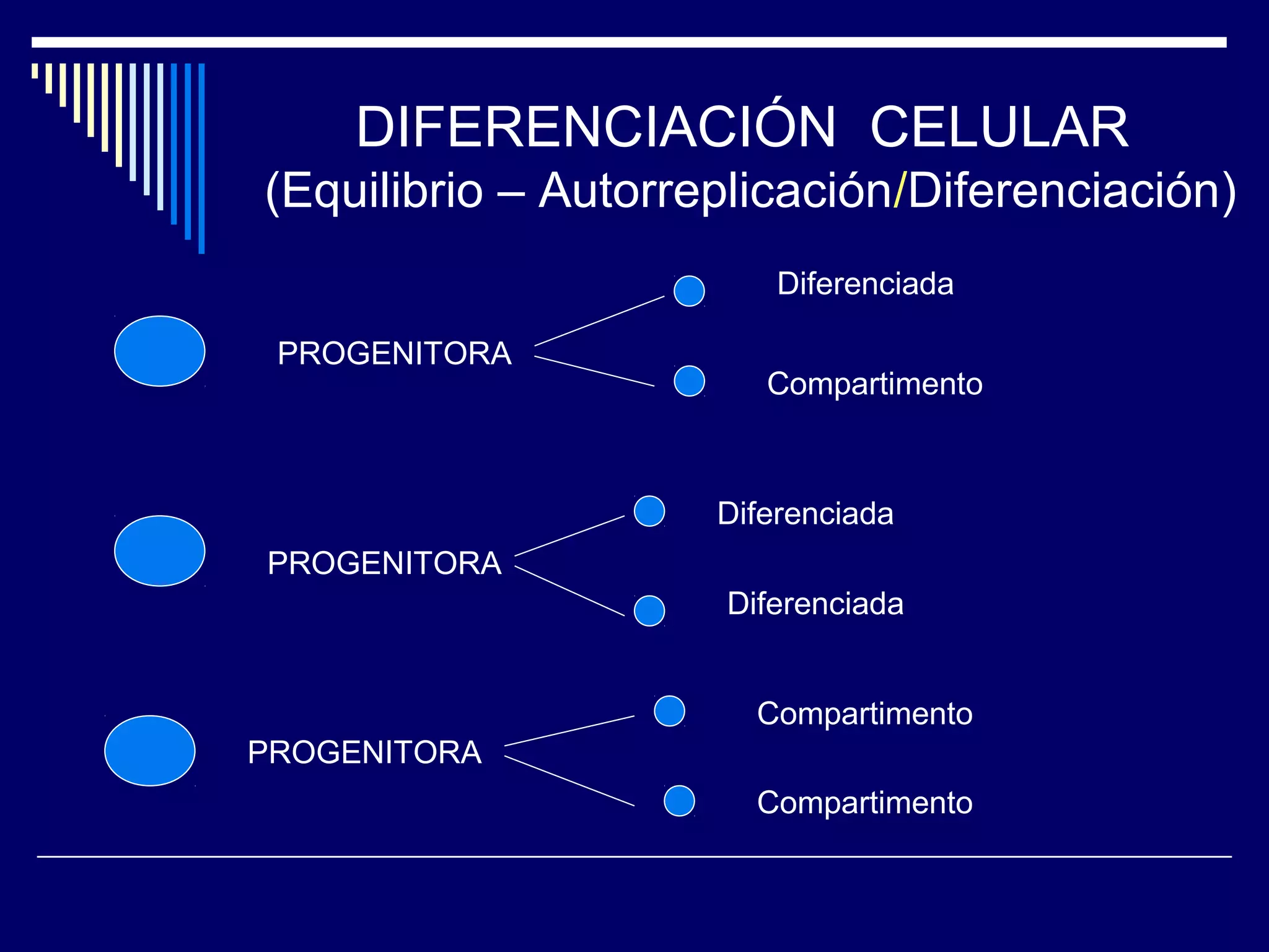 DIFERENCIACIÓN CELULAR
(Equilibrio – Autorreplicación/Diferenciación)
                         Diferenciada

 PROGENITORA
                        Compartimento



                     Diferenciada
PROGENITORA
                     Diferenciada


                       Compartimento
PROGENITORA
                       Compartimento
 