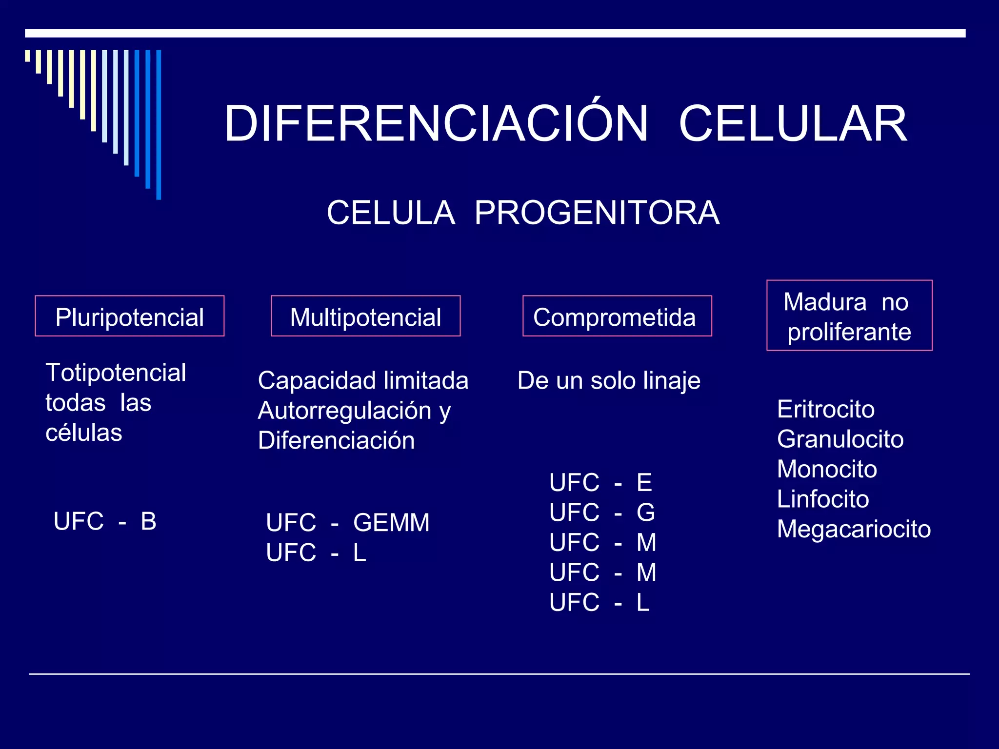 DIFERENCIACIÓN CELULAR
                       CELULA PROGENITORA

                                                           Madura no
Pluripotencial      Multipotencial      Comprometida
                                                           proliferante
Totipotencial     Capacidad limitada   De un solo linaje
todas las         Autorregulación y                        Eritrocito
células           Diferenciación                           Granulocito
                                                           Monocito
                                         UFC   -   E
                                                           Linfocito
UFC - B           UFC - GEMM             UFC   -   G
                                                           Megacariocito
                  UFC - L                UFC   -   M
                                         UFC   -   M
                                         UFC   -   L
 
