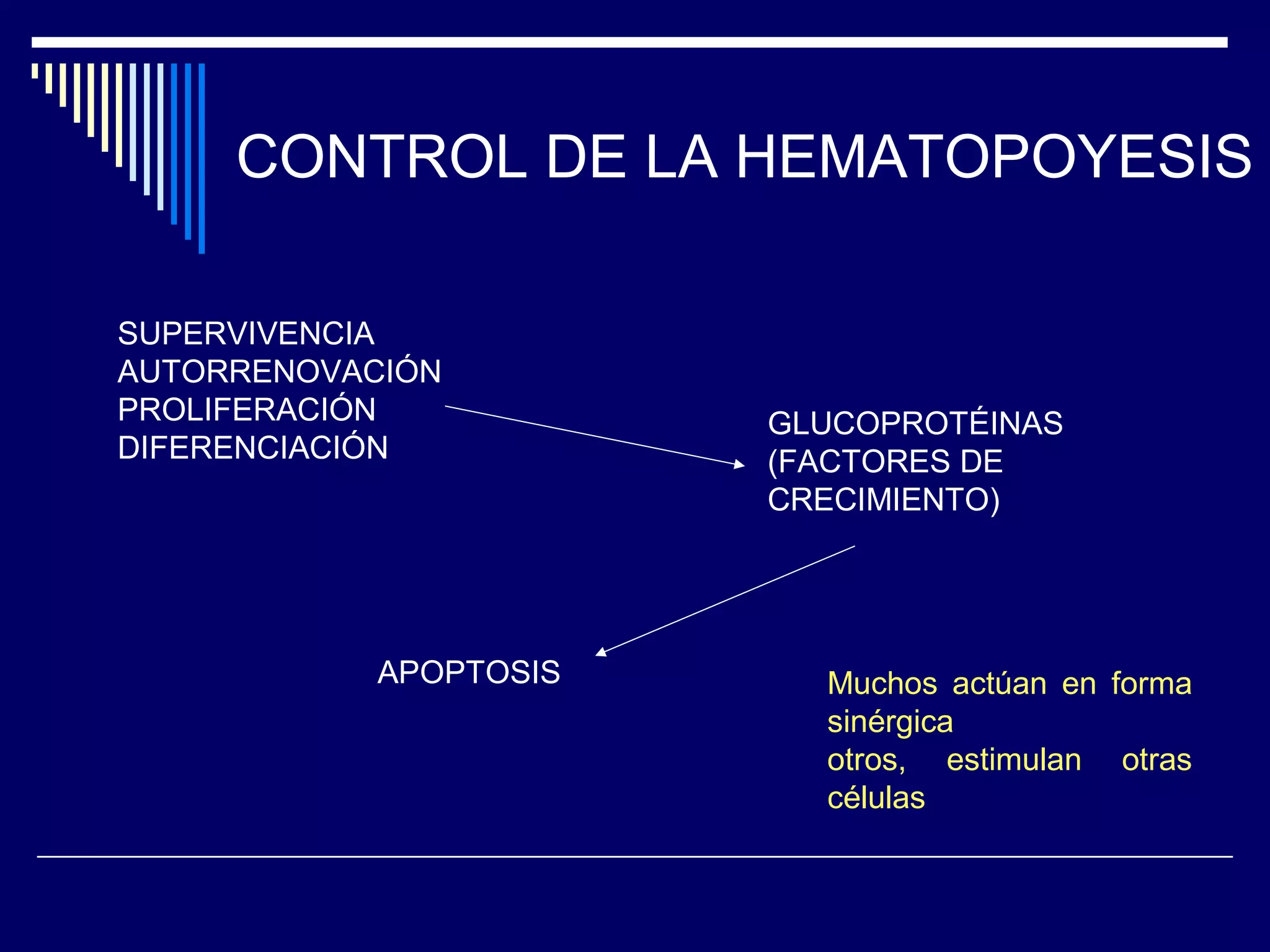CONTROL DE LA HEMATOPOYESIS

SUPERVIVENCIA
AUTORRENOVACIÓN
PROLIFERACIÓN           GLUCOPROTÉINAS
DIFERENCIACIÓN          (FACTORES DE
                        CRECIMIENTO)




            APOPTOSIS     Muchos actúan en forma
                          sinérgica
                          otros, estimulan otras
                          células
 