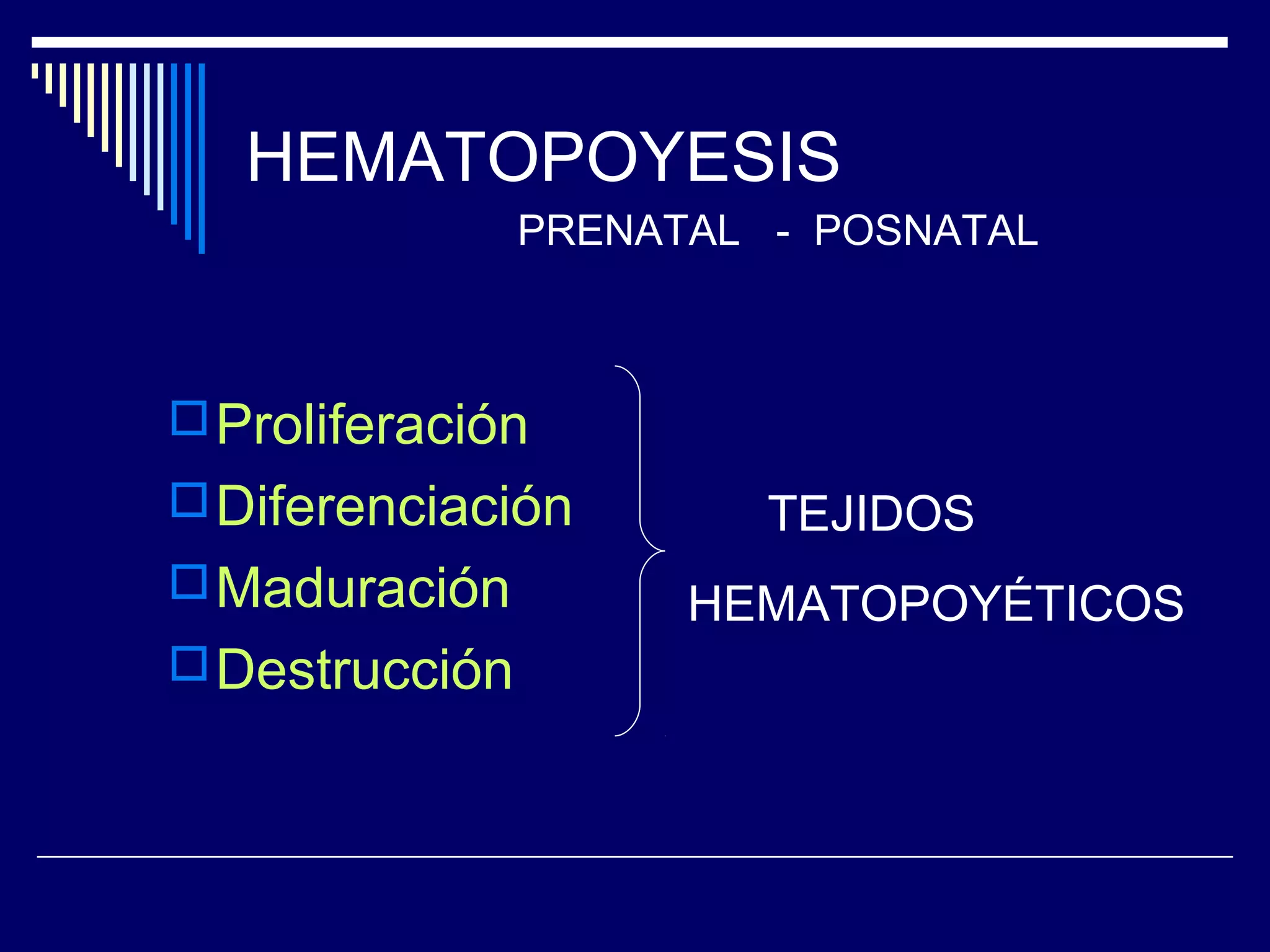 HEMATOPOYESIS
                PRENATAL - POSNATAL



 Proliferación
 Diferenciación         TEJIDOS
 Maduración          HEMATOPOYÉTICOS
 Destrucción
 