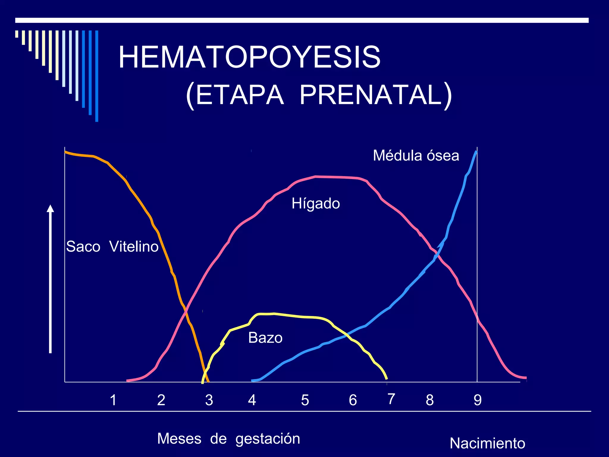 HEMATOPOYESIS
             (ETAPA PRENATAL)
                                           Médula ósea


                              Hígado

Saco Vitelino




                       Bazo



      1     2     3    4         5     6    7    8       9

            Meses de gestación                       Nacimiento
 
