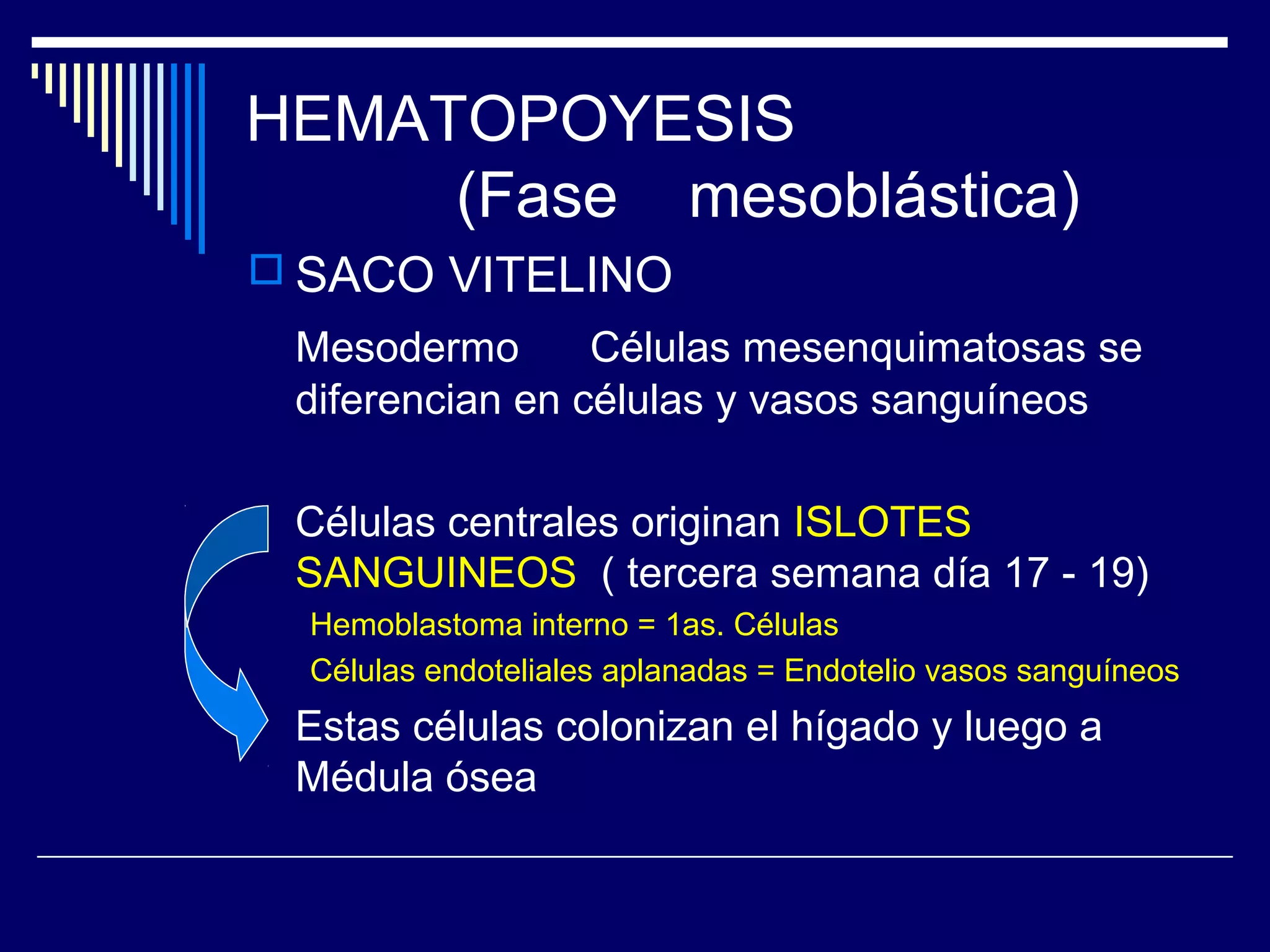 HEMATOPOYESIS
     (Fase mesoblástica)
 SACO VITELINO
 Mesodermo       Células mesenquimatosas se
 diferencian en células y vasos sanguíneos

 Células centrales originan ISLOTES
 SANGUINEOS ( tercera semana día 17 - 19)
  Hemoblastoma interno = 1as. Células
  Células endoteliales aplanadas = Endotelio vasos sanguíneos
 Estas células colonizan el hígado y luego a
 Médula ósea
 