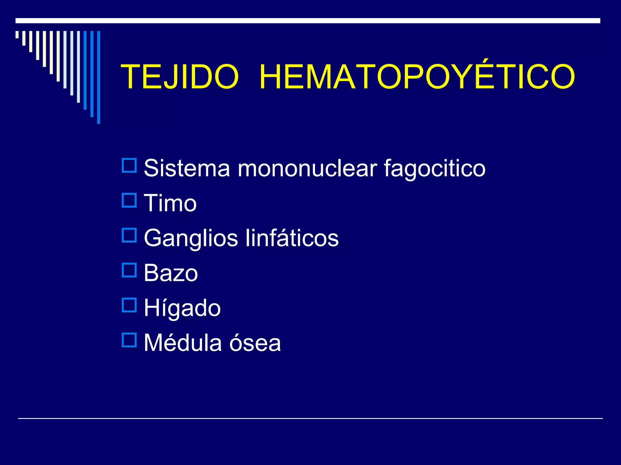 TEJIDO HEMATOPOYÉTICO

 Sistema mononuclear fagocitico
 Timo
 Ganglios linfáticos
 Bazo
 Hígado
 Médula ósea
 