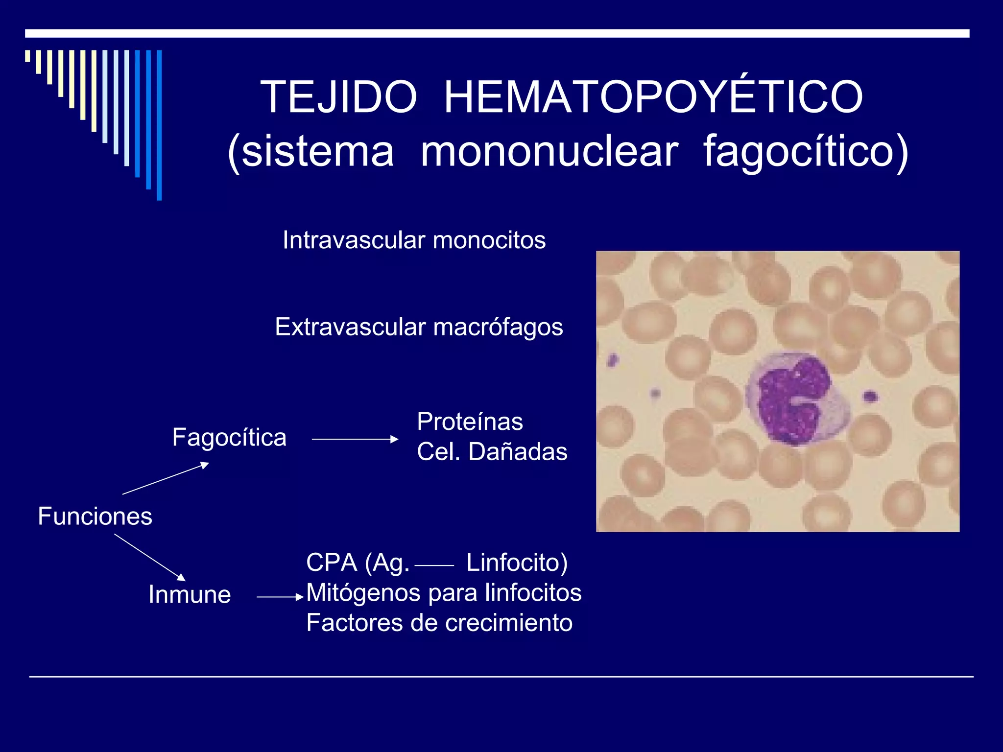 TEJIDO HEMATOPOYÉTICO
                (sistema mononuclear fagocítico)
                     Intravascular monocitos


                    Extravascular macrófagos


                                   Proteínas
            Fagocítica
                                   Cel. Dañadas

Funciones
                         CPA (Ag.      Linfocito)
        Inmune           Mitógenos para linfocitos
                         Factores de crecimiento
 