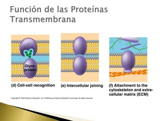 4. estructura y función de la membrana