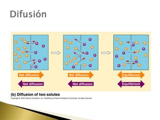 4. estructura y función de la membrana