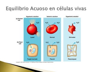 4. estructura y función de la membrana