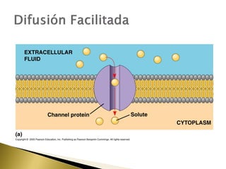 4. estructura y función de la membrana