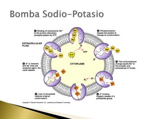 4. estructura y función de la membrana