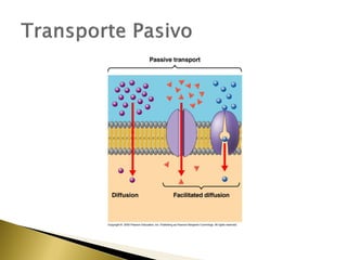 4. estructura y función de la membrana