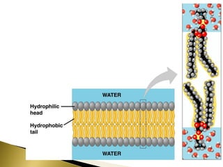 4. estructura y función de la membrana