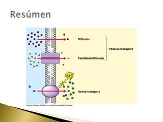 4. estructura y función de la membrana
