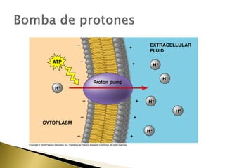 4. estructura y función de la membrana