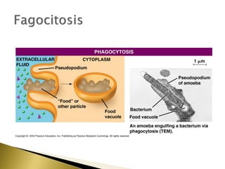 4. estructura y función de la membrana