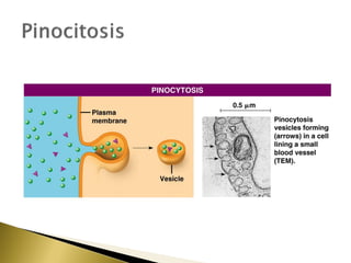 4. estructura y función de la membrana