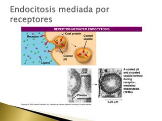 4. estructura y función de la membrana