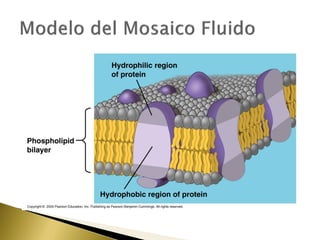 4. estructura y función de la membrana