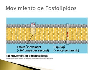 4. estructura y función de la membrana