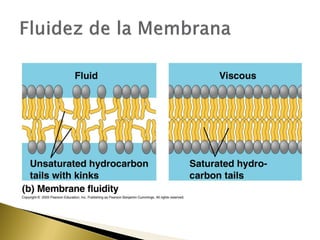 4. estructura y función de la membrana