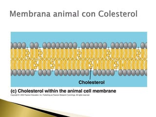 4. estructura y función de la membrana
