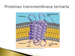 4. estructura y función de la membrana