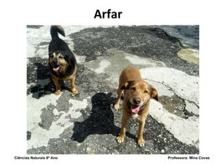 Arfar Ciências Naturais 8º Ano  Professora: Mina Covas 