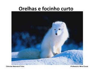 Orelhas e focinho curto Ciências Naturais 8º Ano  Professora: Mina Covas 