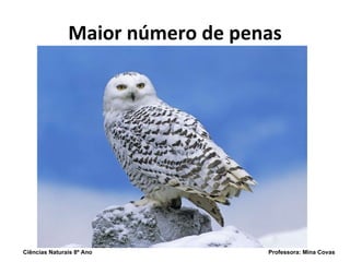 Maior número de penas Ciências Naturais 8º Ano  Professora: Mina Covas 