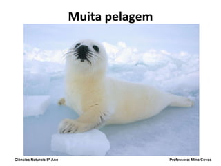 Muita pelagem Ciências Naturais 8º Ano  Professora: Mina Covas 