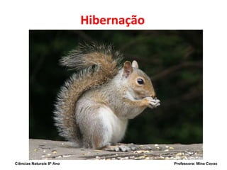 Hibernação Ciências Naturais 8º Ano  Professora: Mina Covas 