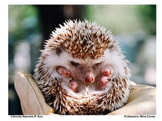Ciências Naturais 8º Ano  Professora: Mina Covas 