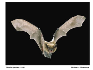 Ciências Naturais 8º Ano  Professora: Mina Covas 