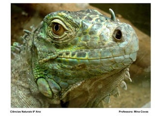 Ciências Naturais 8º Ano  Professora: Mina Covas 