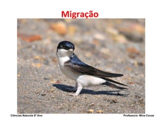Migração Ciências Naturais 8º Ano  Professora: Mina Covas 