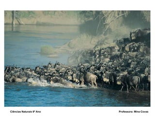 Ciências Naturais 8º Ano  Professora: Mina Covas 