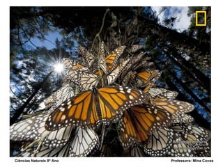 Ciências Naturais 8º Ano  Professora: Mina Covas 