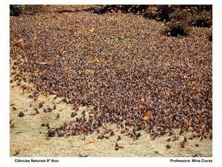 Ciências Naturais 8º Ano  Professora: Mina Covas 