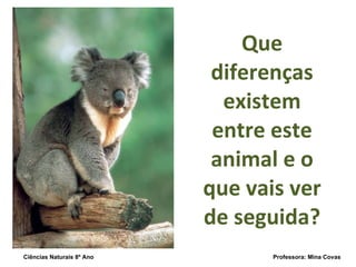 Que diferenças existem entre este animal e o que vais ver de seguida? Ciências Naturais 8º Ano  Professora: Mina Covas 