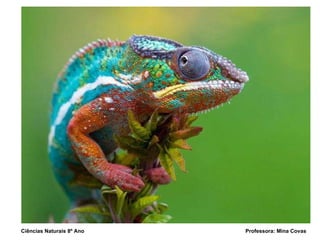 Ciências Naturais 8º Ano  Professora: Mina Covas 