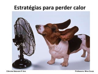 Estratégias para perder calor Ciências Naturais 8º Ano  Professora: Mina Covas 