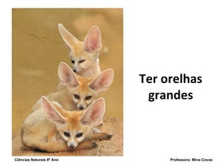 Ter orelhas grandes Ciências Naturais 8º Ano  Professora: Mina Covas 