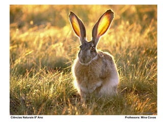 Ciências Naturais 8º Ano  Professora: Mina Covas 