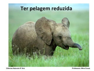 Ter pelagem reduzida Ciências Naturais 8º Ano  Professora: Mina Covas 