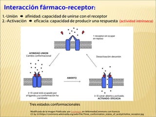 Interacción fármaco-receptor:
1.-Unión  afinidad: capacidad de unirse con el receptor
2.-Activación  eficacia: capacidad de producir una respuesta (actividad intrínseca)
Modificada de la imagen Publicada por Laozhengzz en WikimediaCommons con licencia
CC by 3.0 https://commons.wikimedia.org/wiki/File:Three_conformation_states_of_acetylcholine_receptor.jpg
1-receptor sin ocupar
en reposo
AFINIDAD-UNION
Cambio conformacional
ABIERTO
2- El canal está ocupado por
el ligando y su conformación ha
cambiado
3- El canal abierto y activado,
ACTIVADO- EFICACIA
Desactivación-desunión
Tres estados conformacionales
 