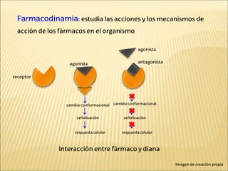 Farmacodinamia: estudia las acciones y los mecanismos de
acción de los fármacos en el organismo
Interacción entre fármaco y diana
antagonista
agonista
respuesta celular
agonista
receptor
cambio conformacional
señalización
cambio conformacional
señalización
respuesta celular
Imagen de creación propia
 